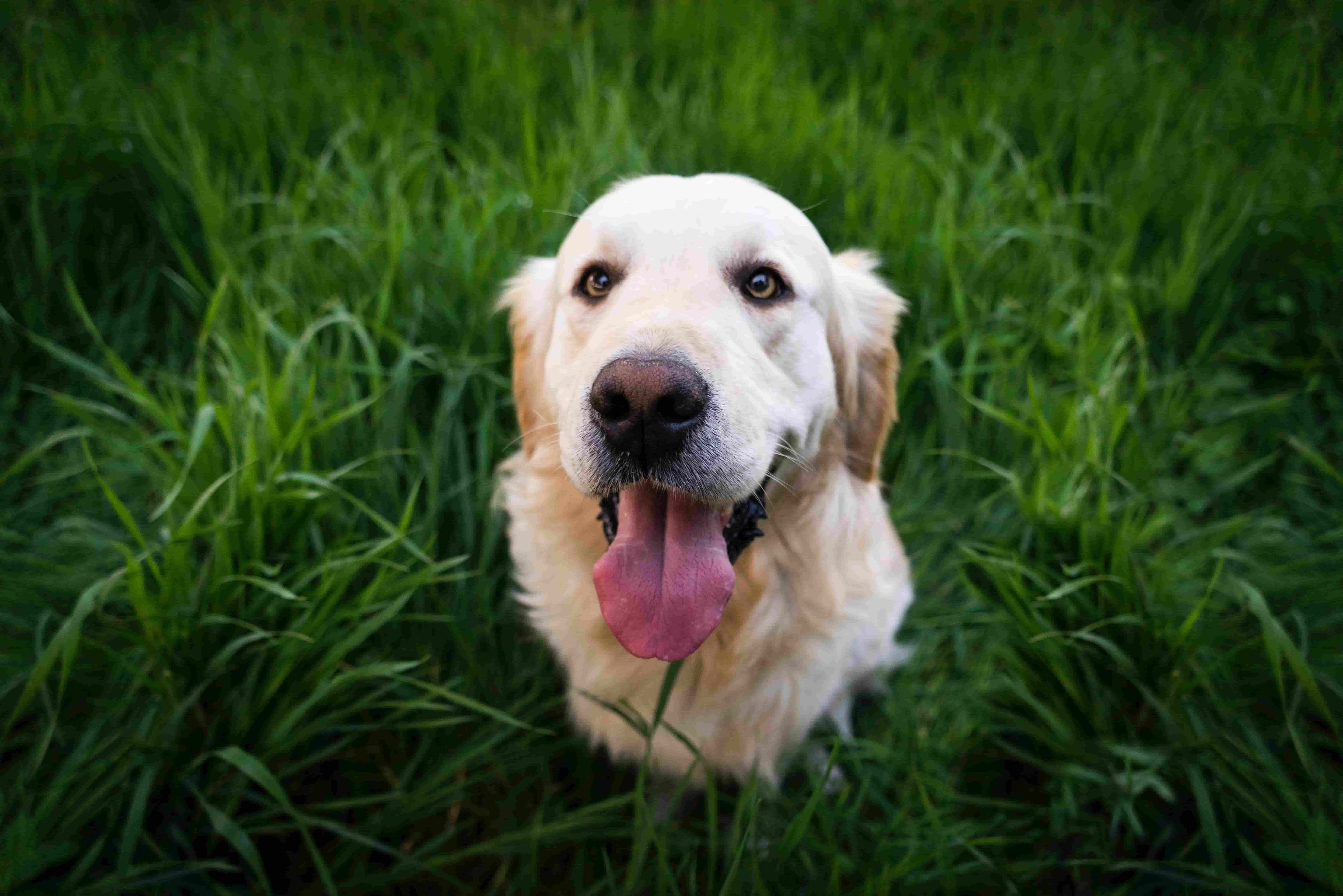 Dog in grass